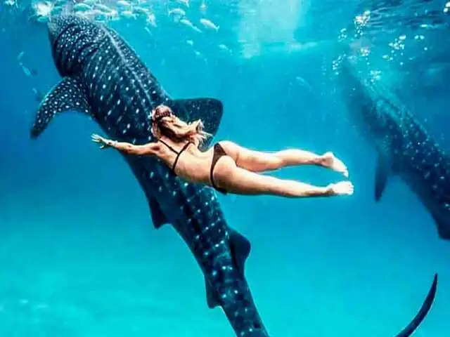 Swim with Whale Sharks in Quintana Roo