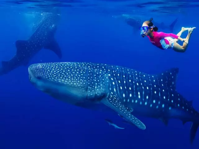 Swim with the Whale Shark